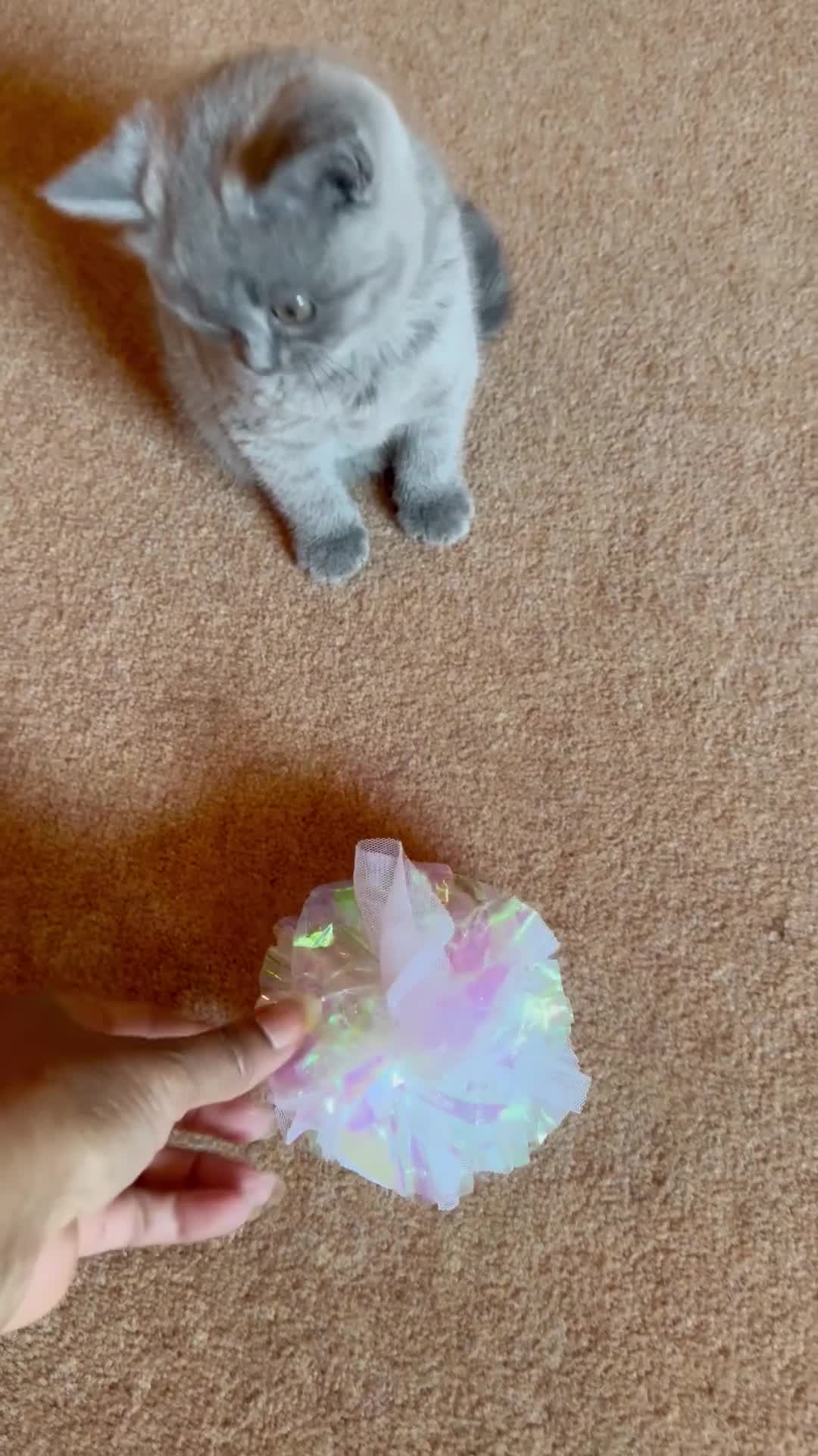 British Shorthair cats for sale: Beautiful Pedigree British Shorthair Kitten 🐾 - Video 5