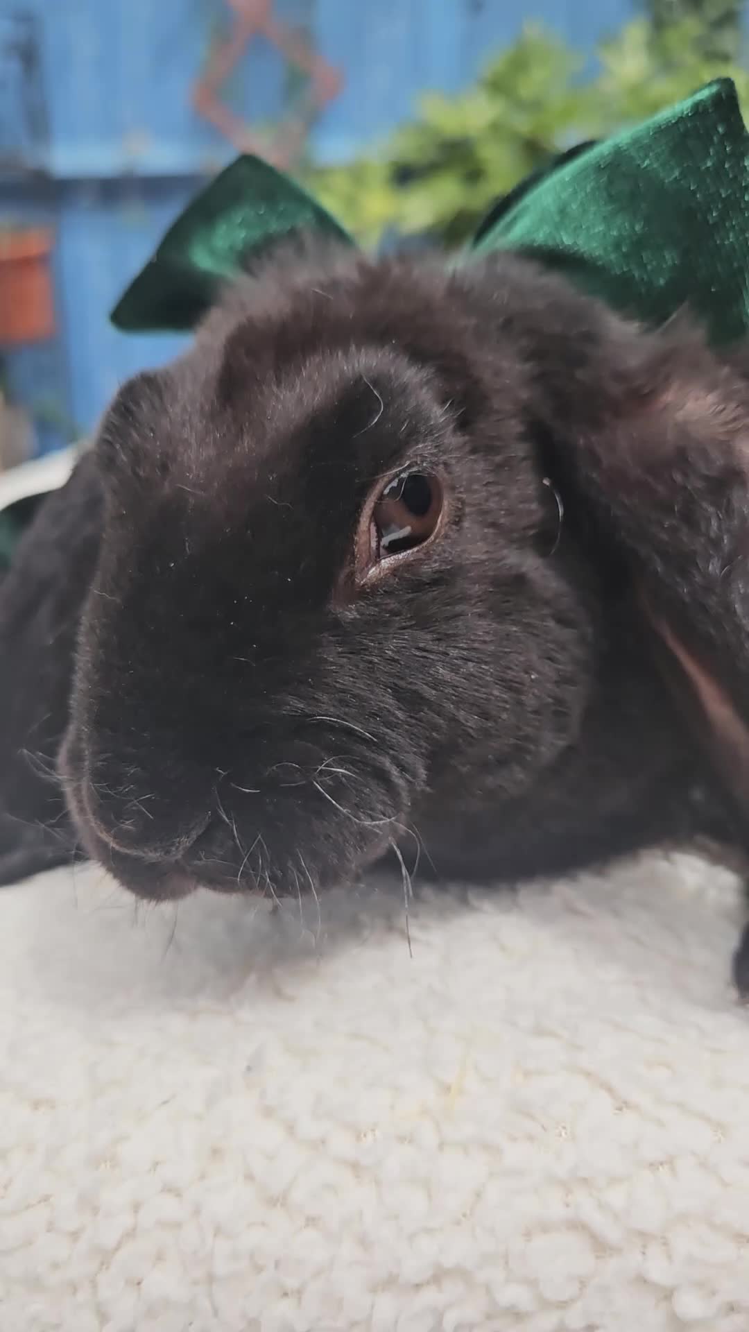 Rex rabbits for sale: Luxury Velveteen Lops  - Video 2