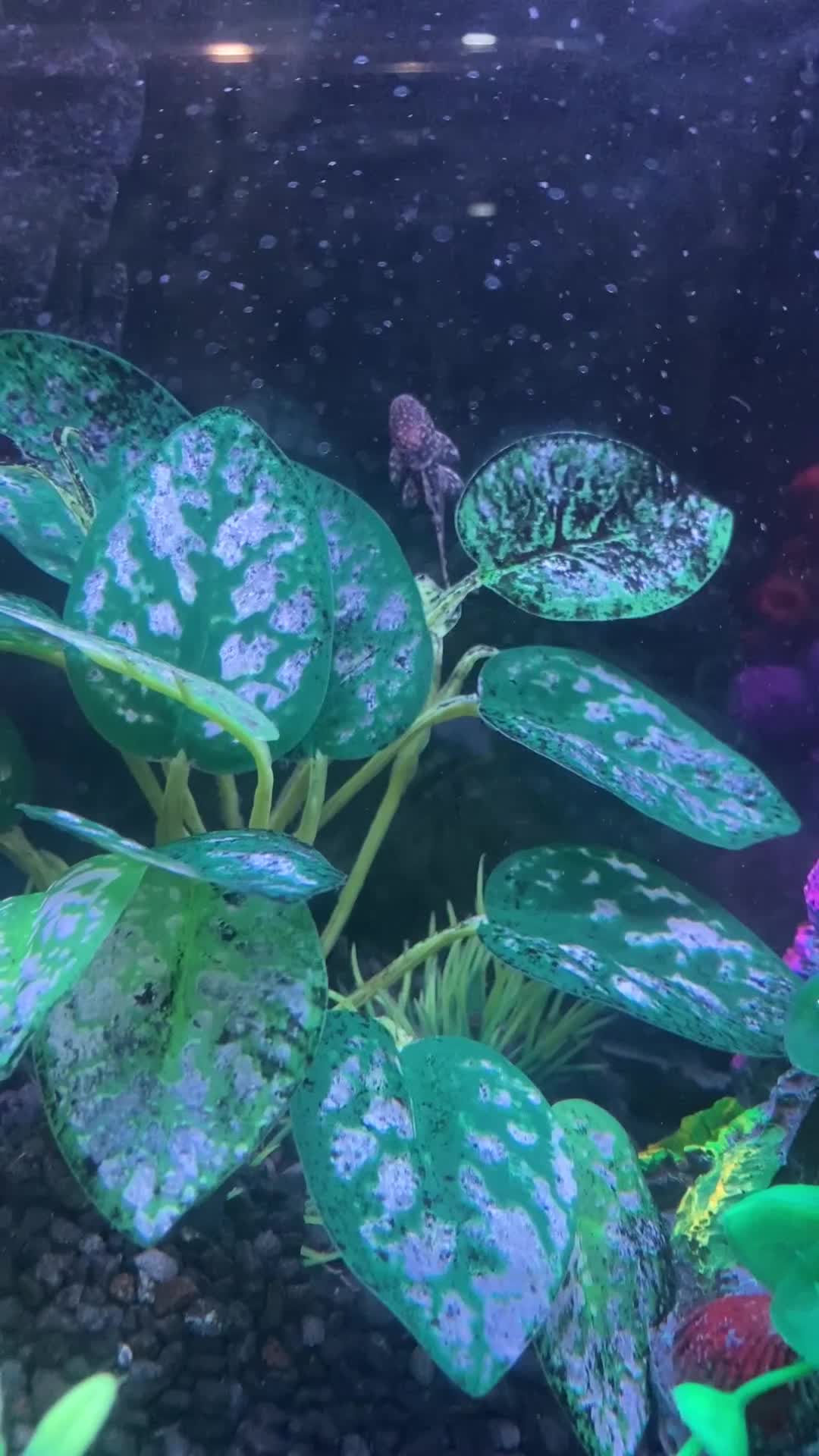 Catfish fish for sale: FREE BABY BRISTLE NOSE CATFISH - Video 1