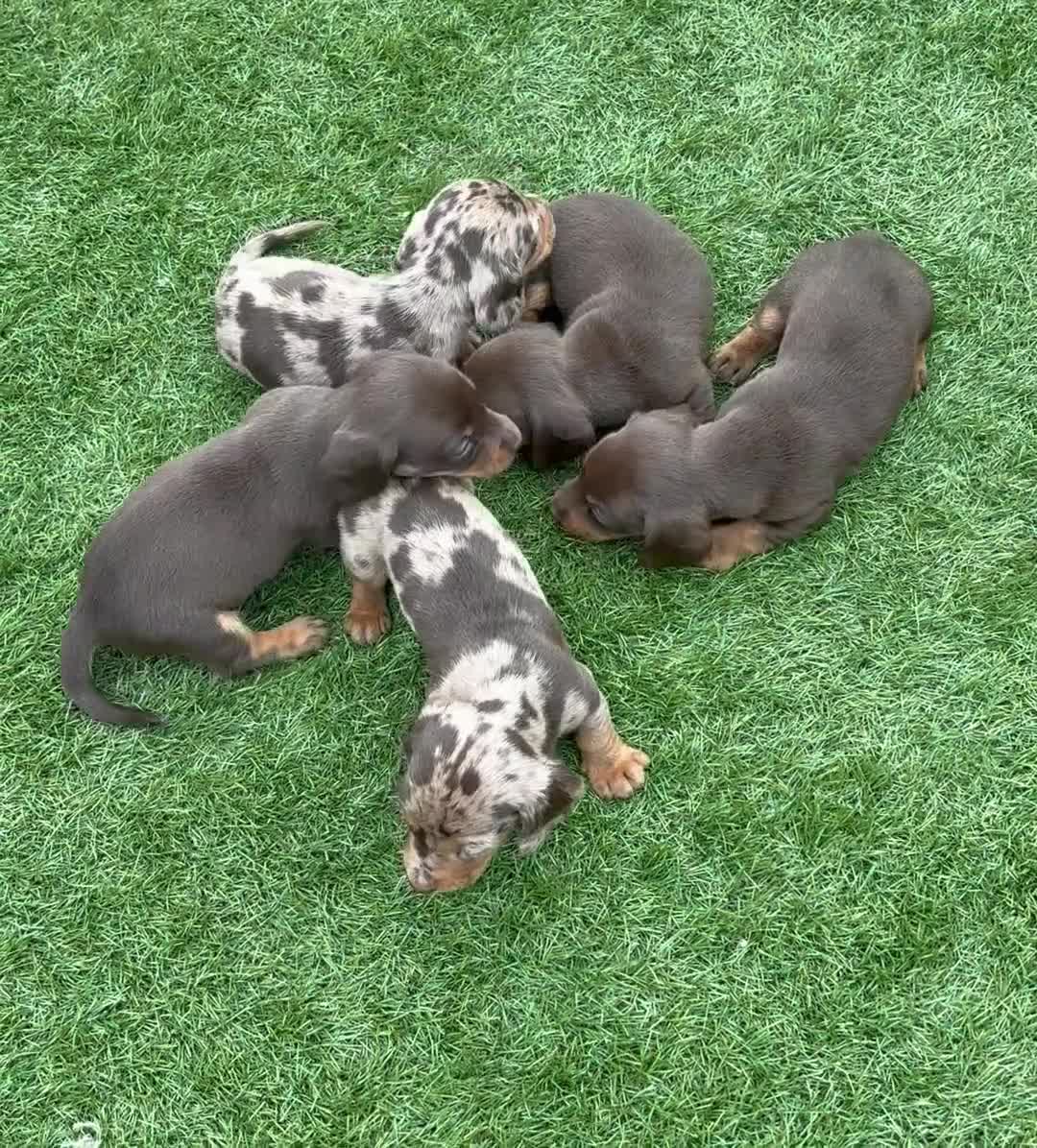 Miniature Dachshund dogs for sale: Ready now Kc-registered PRA-clear mini dachshund  - Video 2