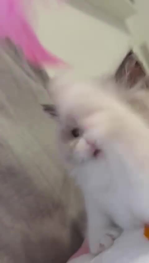 Ragdoll cats for sale: Blue eyes Blue-Bicolor kittens  - Video 2