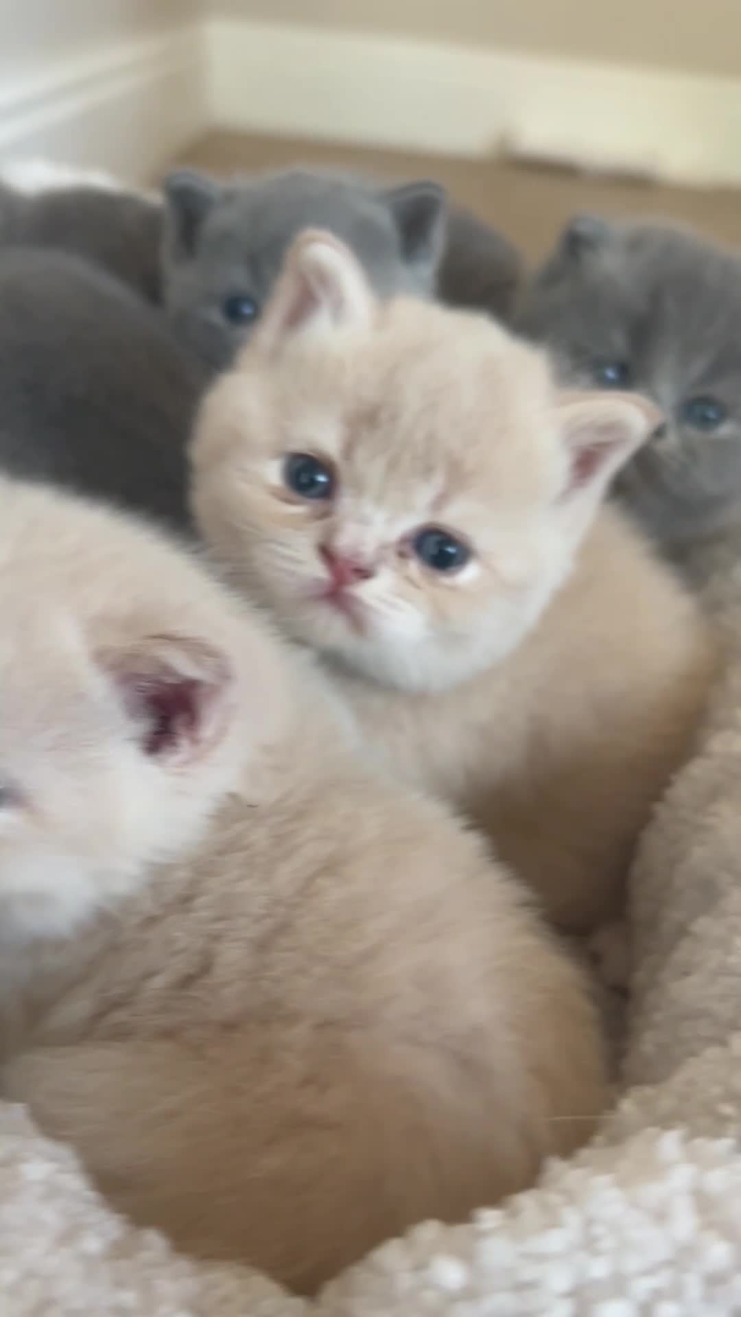British Shorthair cats for sale: Breathtaking purebred British shorthair kittens - Video 4