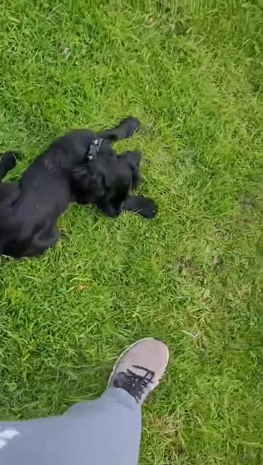 Sprocker dogs for sale: Last male sprocker fully vaccinated  - Video 1