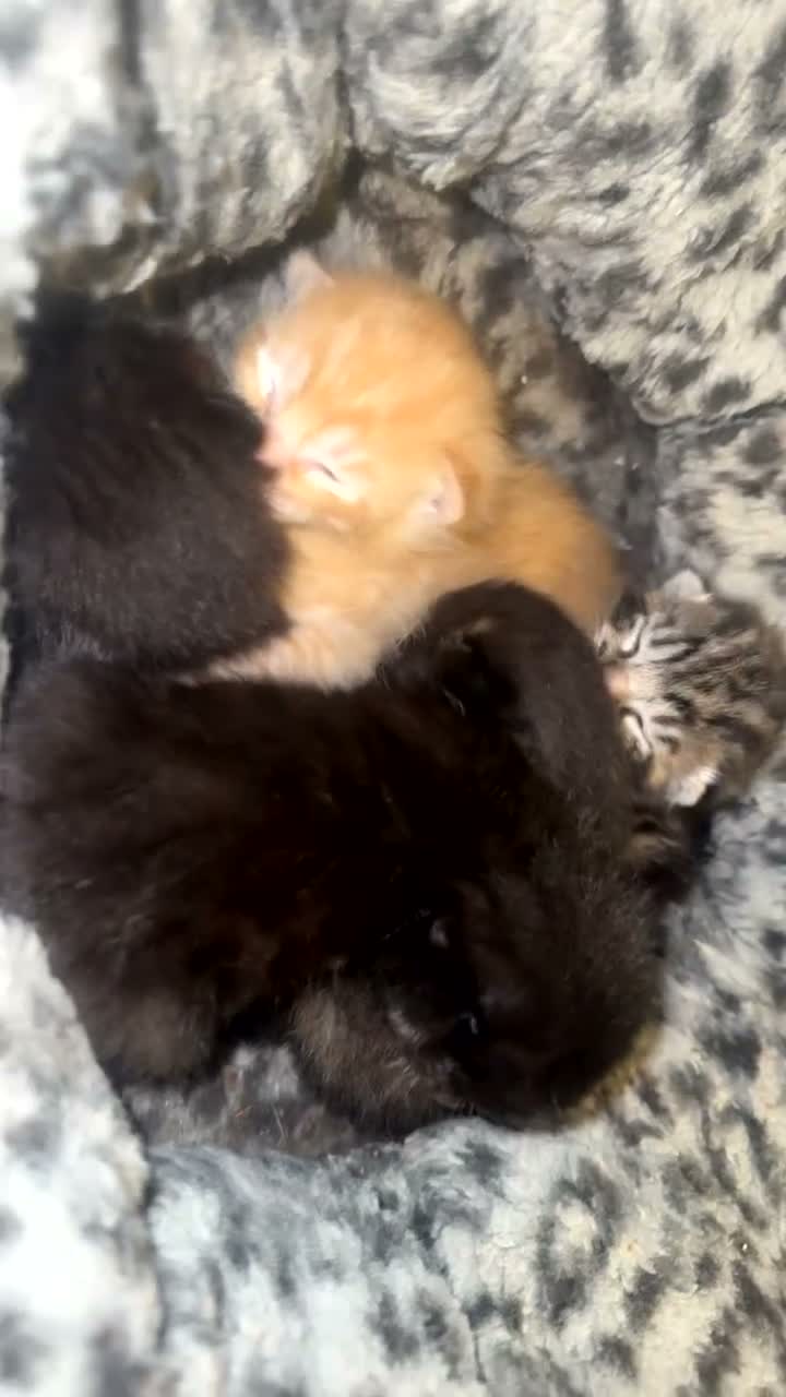 Mixed Breed cats for sale: 5 kittens  - Video 2