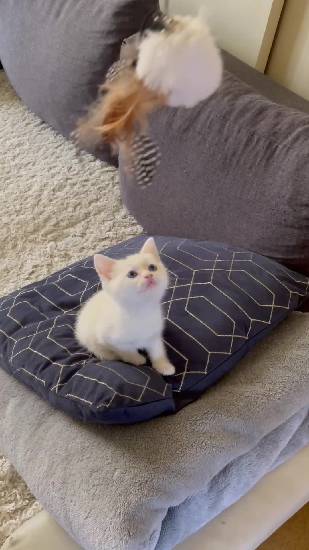 Turkish Angora cats for sale: Beautiful Fluffy Turkish angora  - girl - Video 1