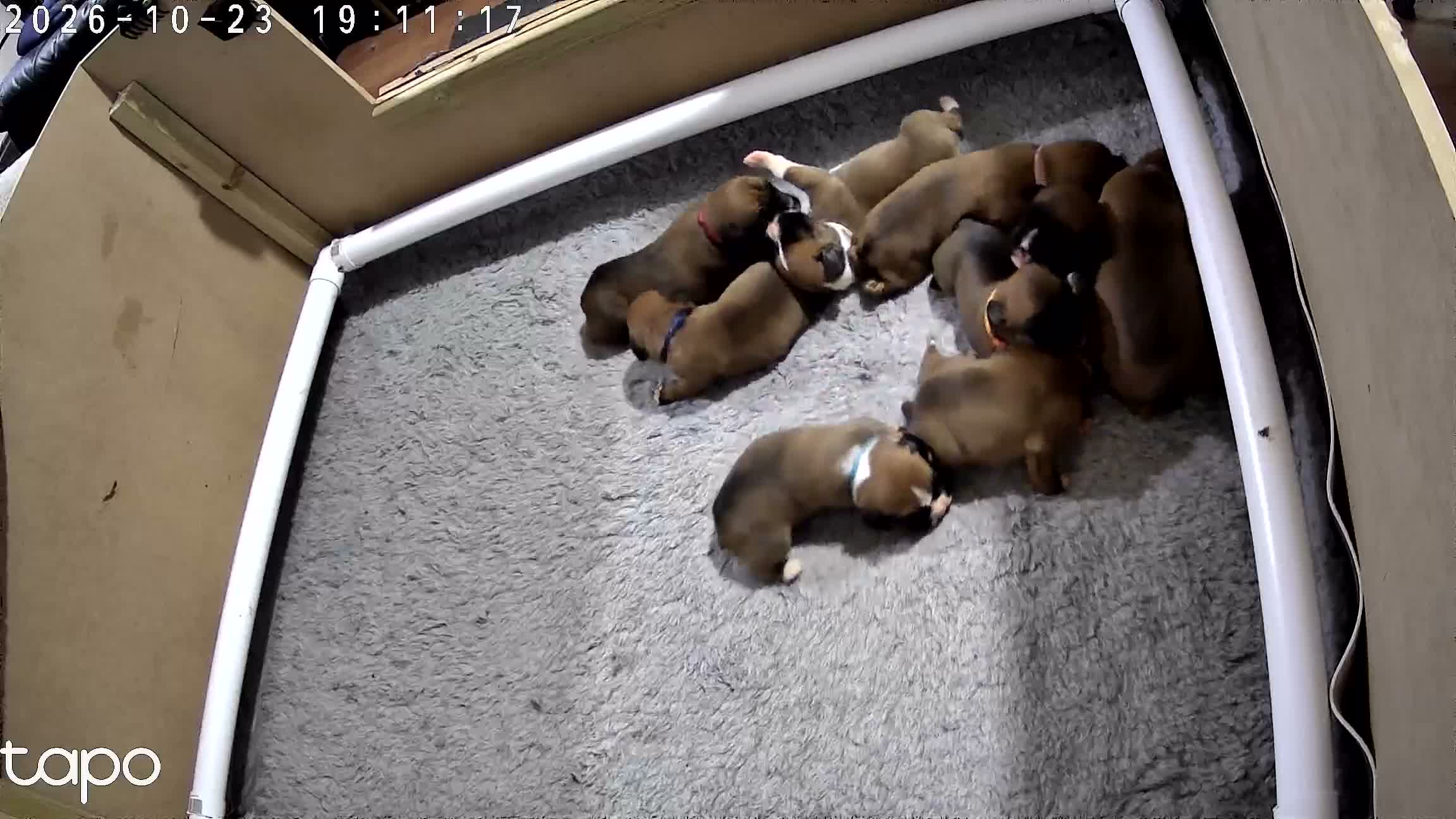Boxer dogs for sale: Bobtailed boxer puppies  in Billericay - Video 1