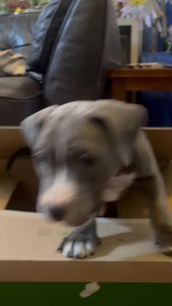 Mixed Breed dogs for sale: Victorian Bulldog × Staffy Puppies 4 Loving Homes - Video 2