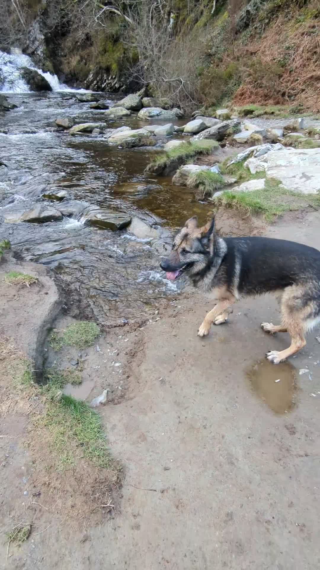 German Shepherd dogs for sale: Female German shepherd for adoption  - Video 2