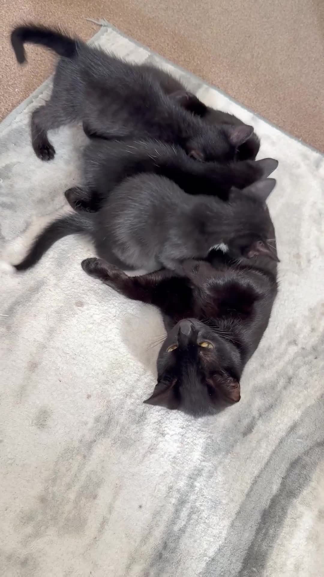 Mixed Breed cats for sale: 🐾 Adorable boy & girl 🐾 - Video 2