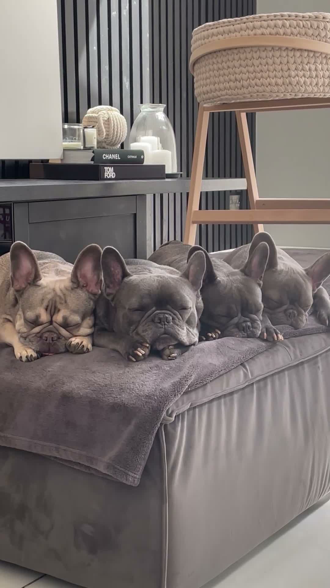 French Bulldog dogs for sale: Mother & daughter  in Liverpool - Video 2