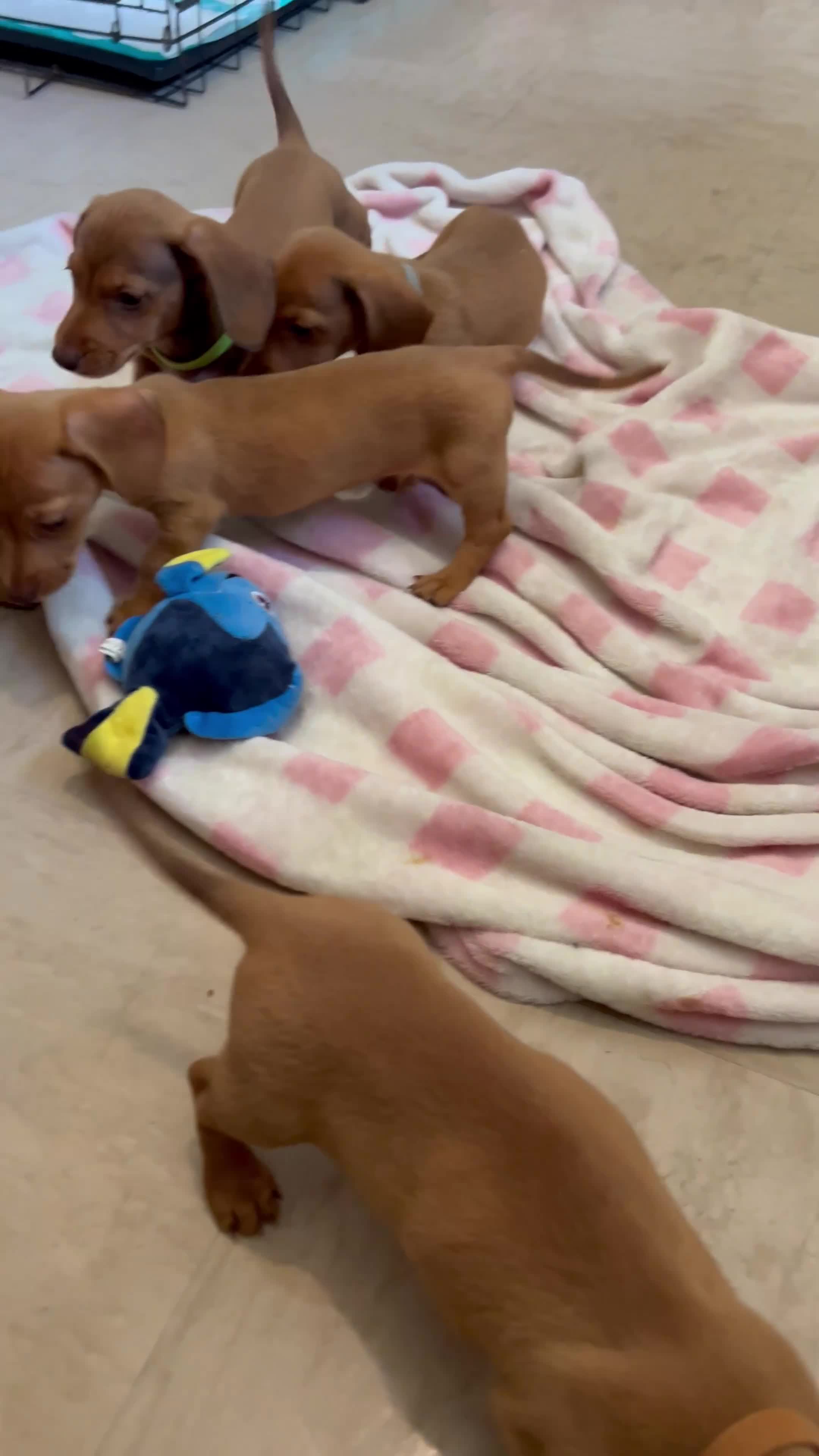 Dachshund dogs for sale: Gorgeous miniature daschunds  - Video 3
