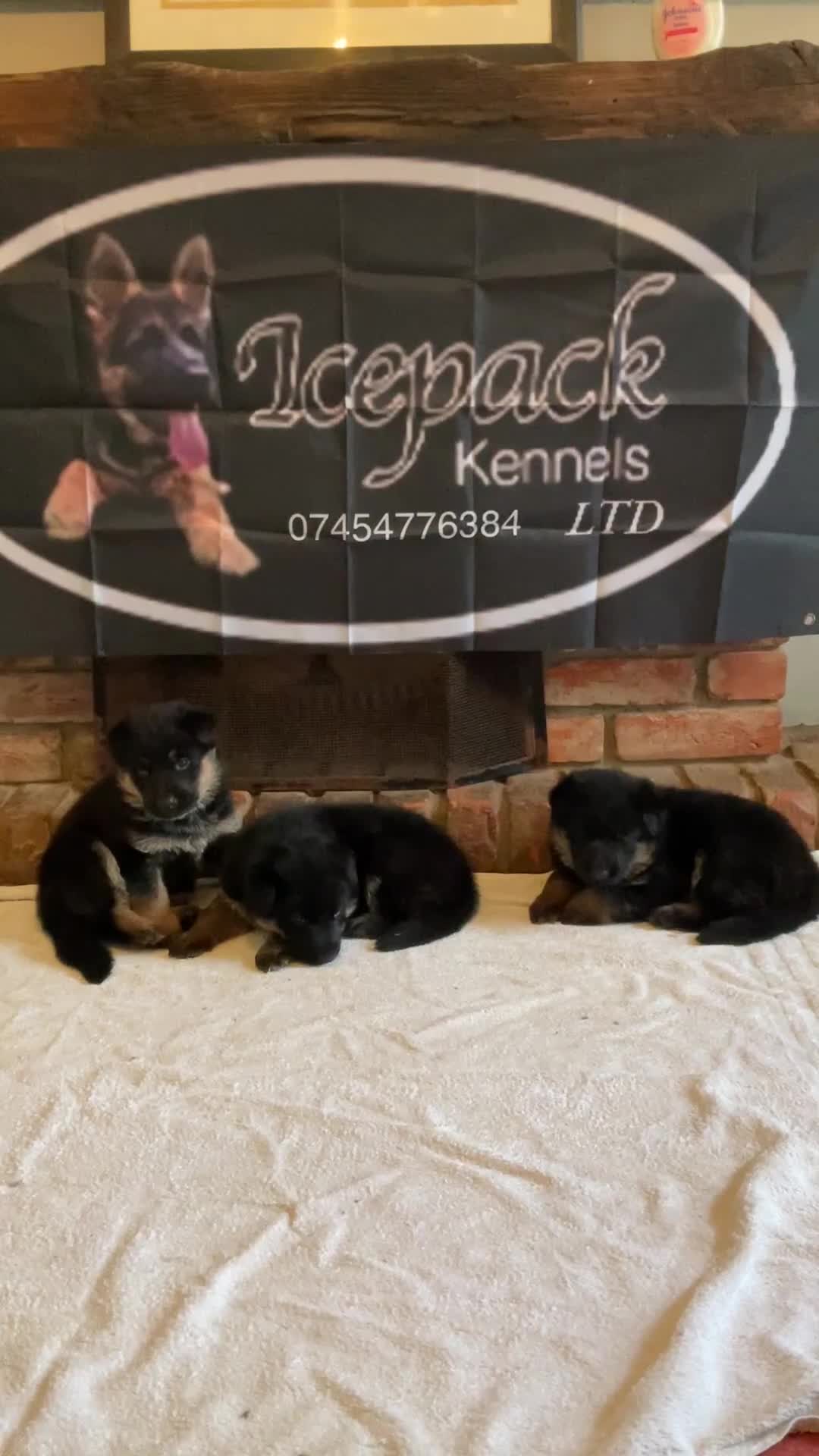 German Shepherd dogs for sale: Quality litter GSD @icepack kennels - Video 1