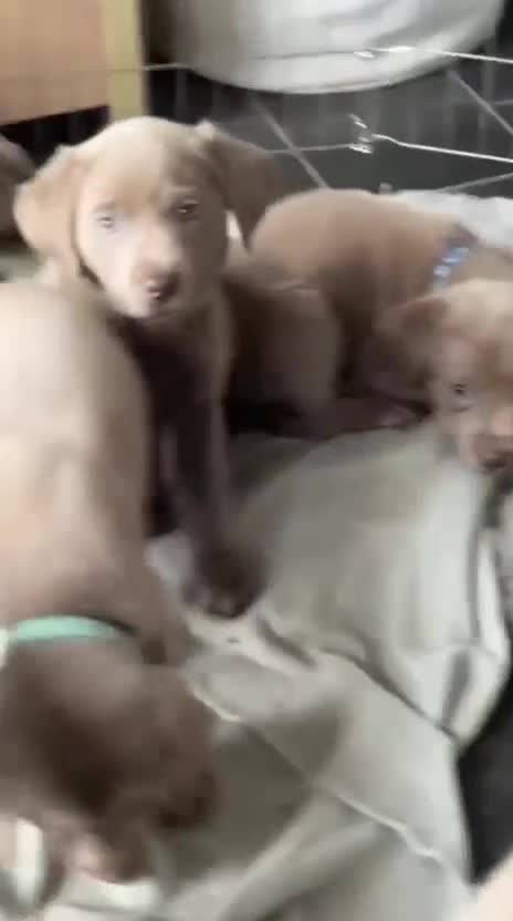 Labrador Retriever dogs for sale: Adorable KC (SILVER) labrador retriever puppies - Video 2