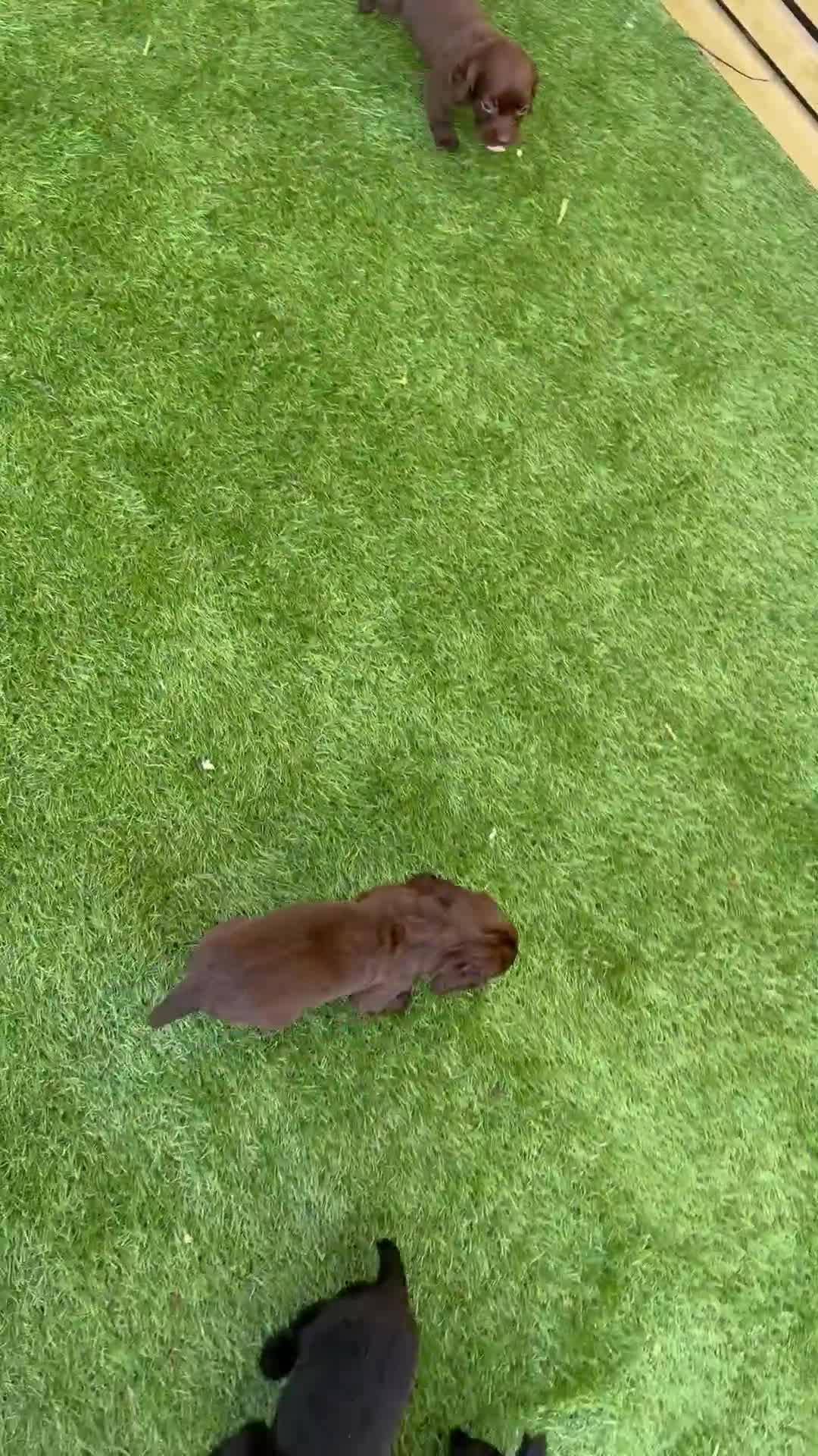 Cocker Spaniel dogs for sale: OFTW cocker spaniel bred pups  - Video 2