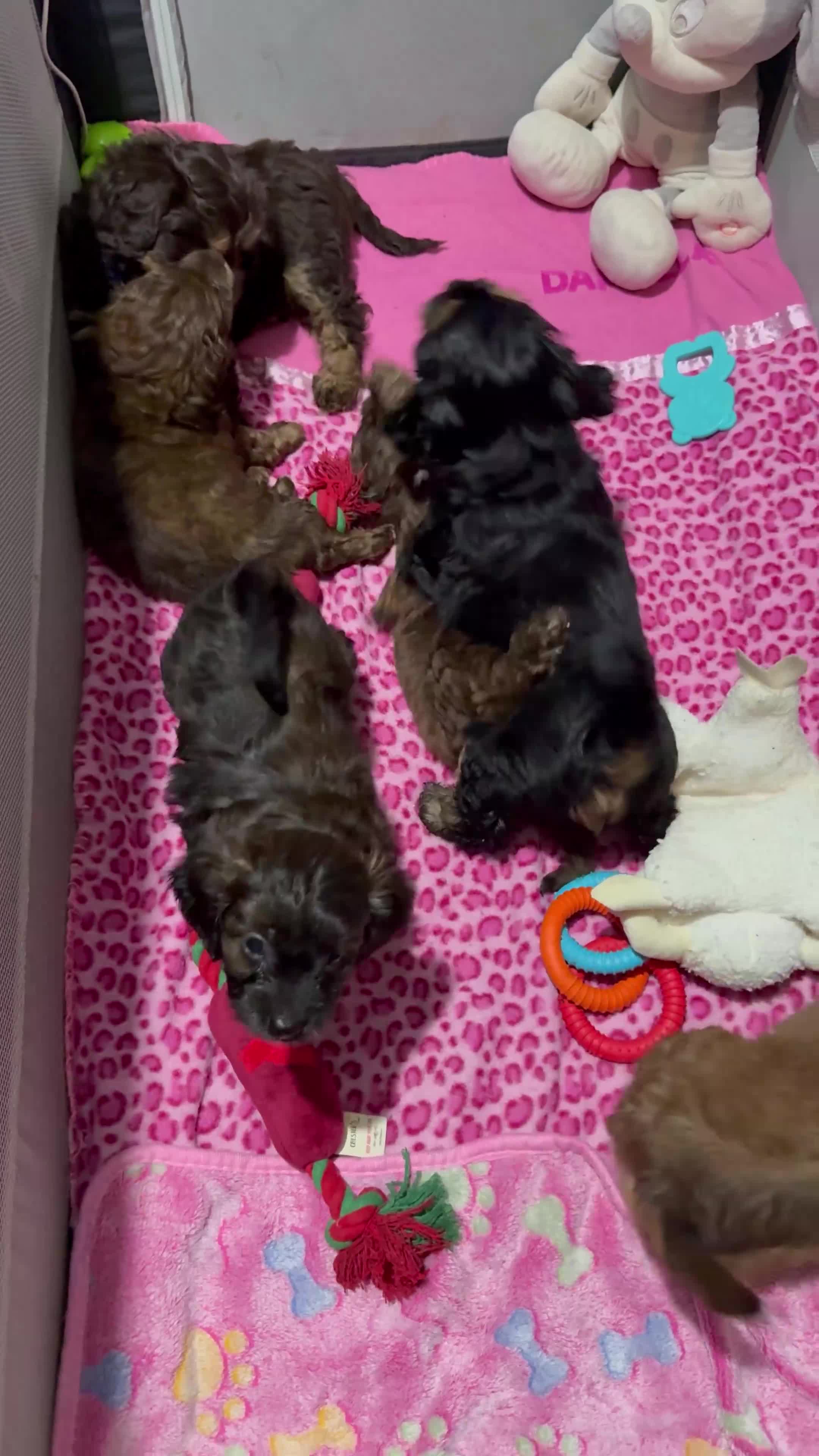 Mixed Breed dogs for sale: Cockapoo Mix Puppies - Video 1