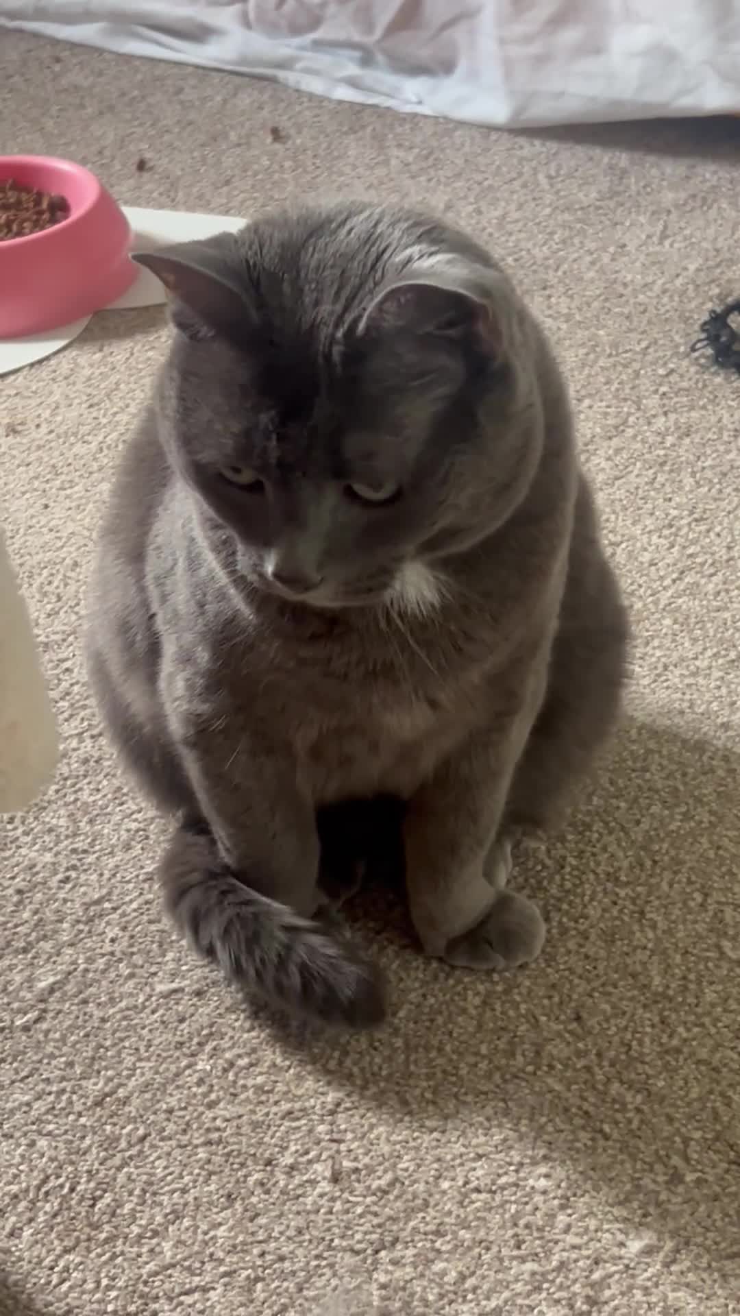 Mixed Breed cats for sale: Gorgeous grey Beau needs a new home in Crowthorne - Video 1