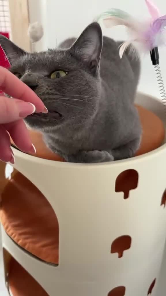 Russian Blue cats for sale: Meet beautiful Rupert - Video 1