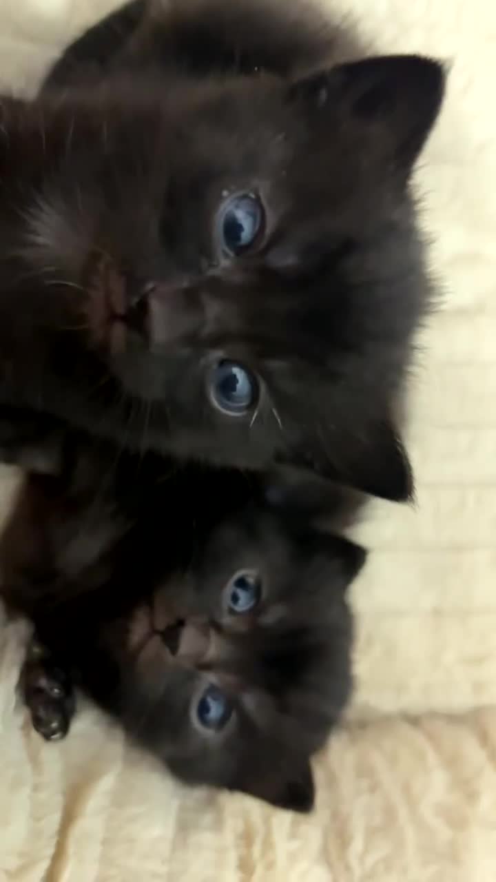 Mixed Breed cats for sale: girl kitten ready to go  - Video 3