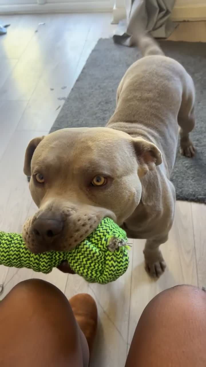 American Bully dogs for sale: Zeus pocket bully - 2 years old  - Video 1