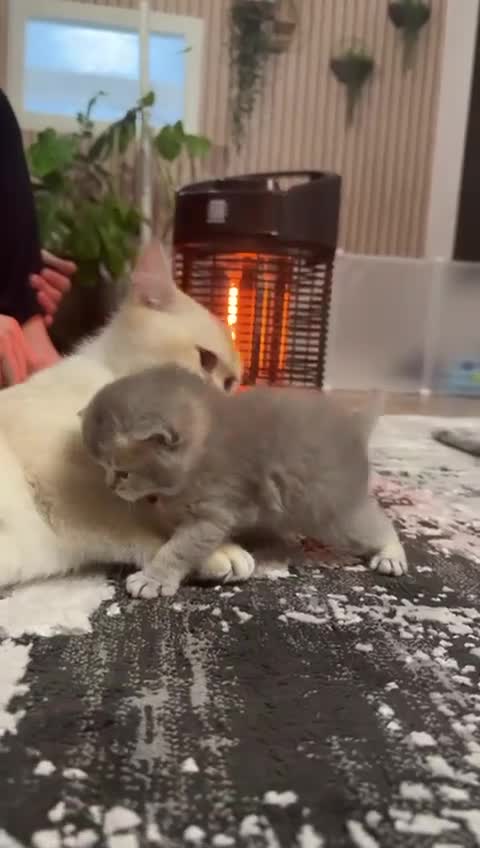 British Shorthair cats for sale: Blue eyed Golden British Shorthair female & male - Video 1