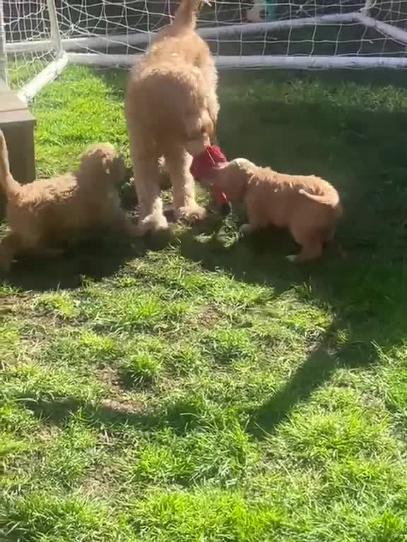 Mixed Breed dogs for sale: Goldendoodle puppies ready to go - Video 3