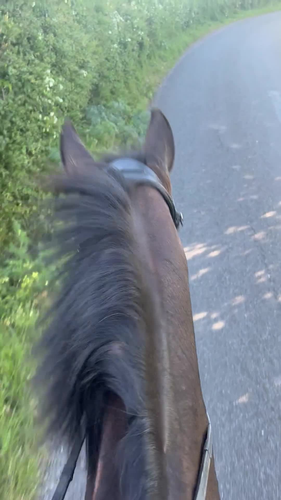 English Thoroughbred horses for sale: Oscar. 16.1 thoroughbred  in Evesham - Video 1