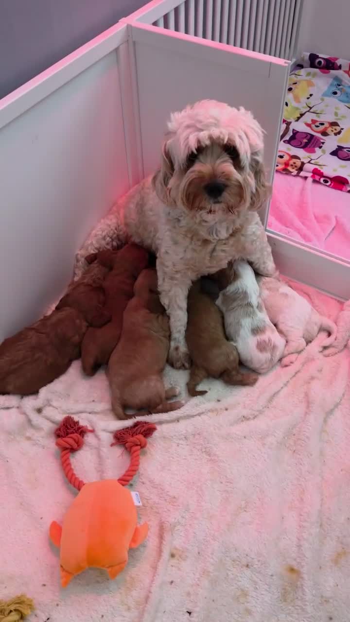 Cavapoo dogs for sale: Cavapoo pups in Aberdare - Video 1