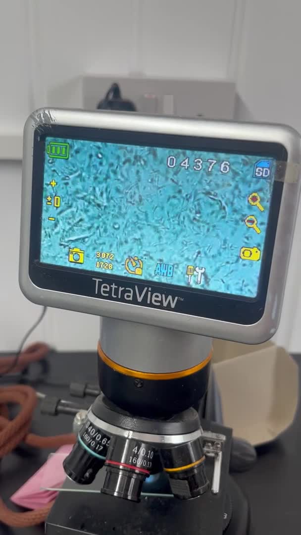 Staffordshire Bull Terrier dogs for stud: Blue Staffordshire bull terrier STUD in Preston - Video 2