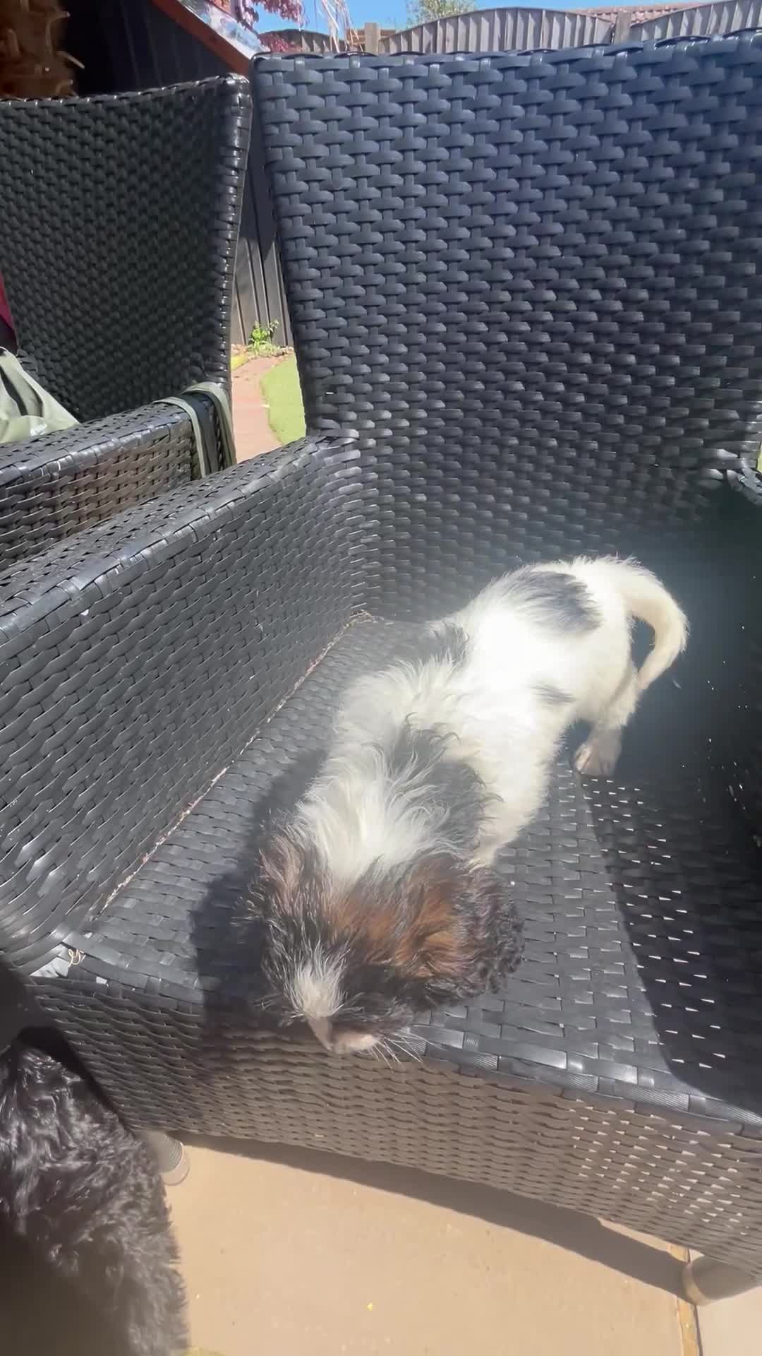 Cockapoo dogs for sale: Stunning little of 6 cockapoo puppies  - Video 2