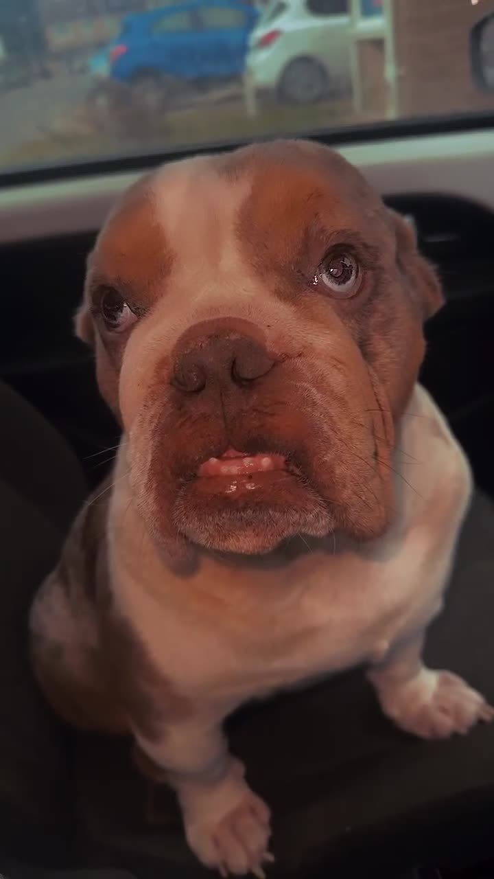 English Bulldog dogs for sale: Azzy  - Video 1