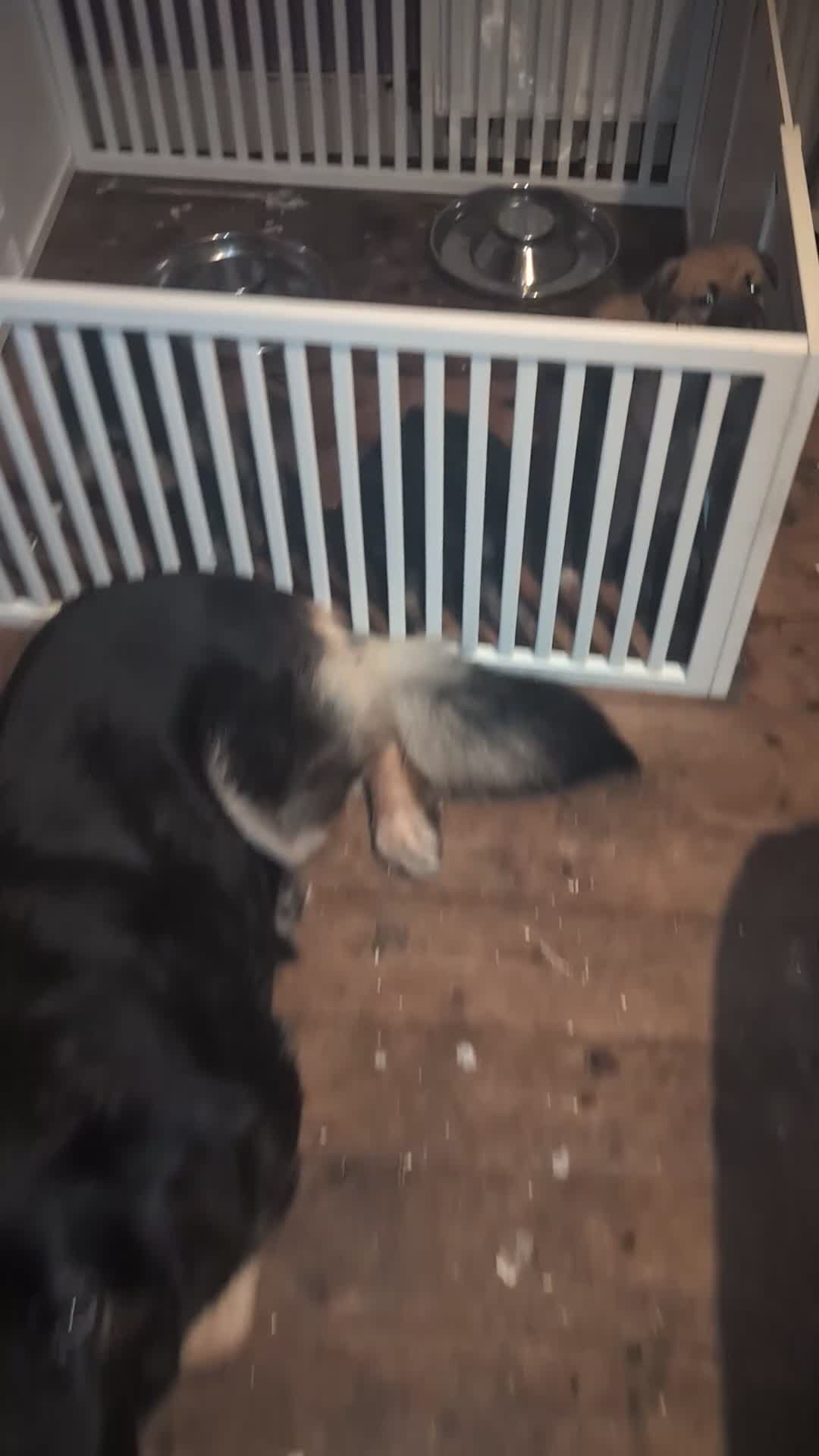 Mixed Breed dogs for sale: Mali X Alsatian and Caucasian X Alsatian. - Video 1