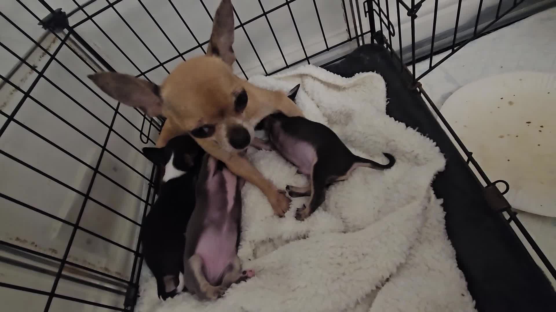 Chihuahua dogs for sale: Tiny stunning chihuahua puppies - Video 1