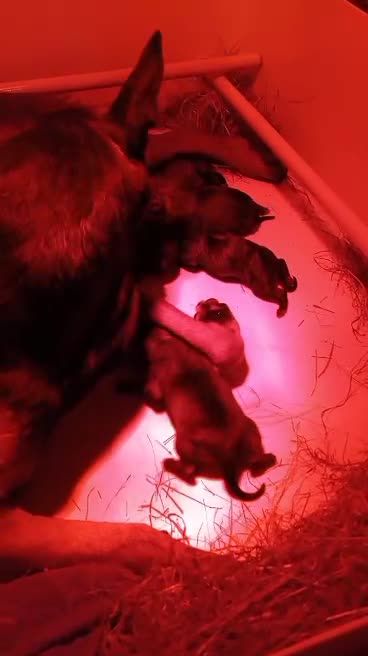 Belgian Shepherd Dog dogs for sale:  Belgian Malinois Puppies  in Telford - Video 1