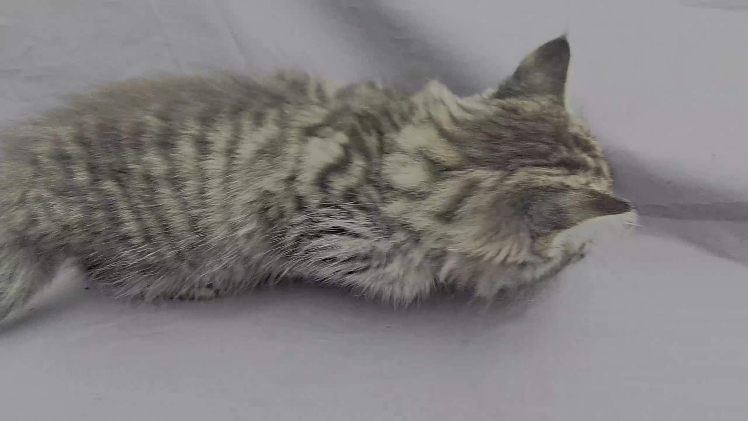 European cats for sale: Beautiful, friendly and playful kittens - Video 5