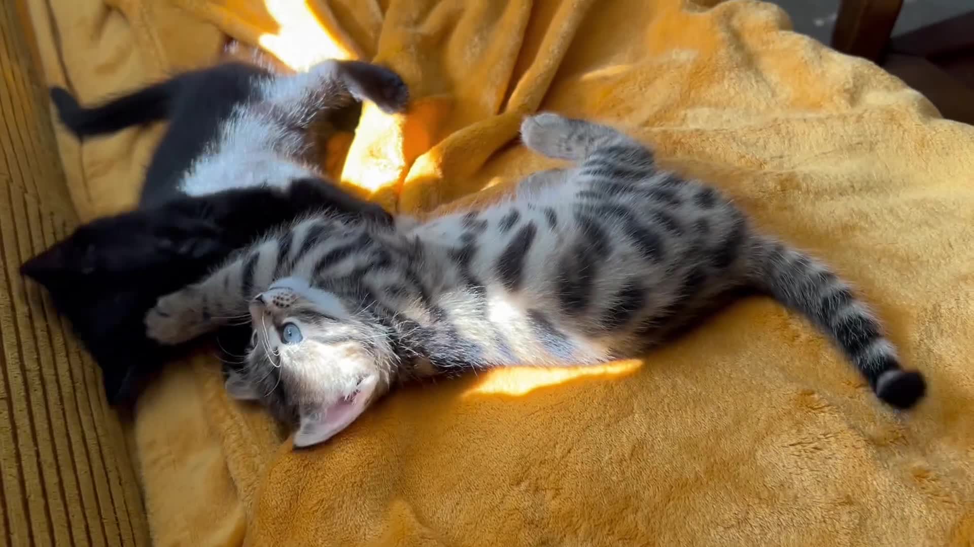 Bengal cats for sale: 3/4 Bengal - cross kittens  - Video 3
