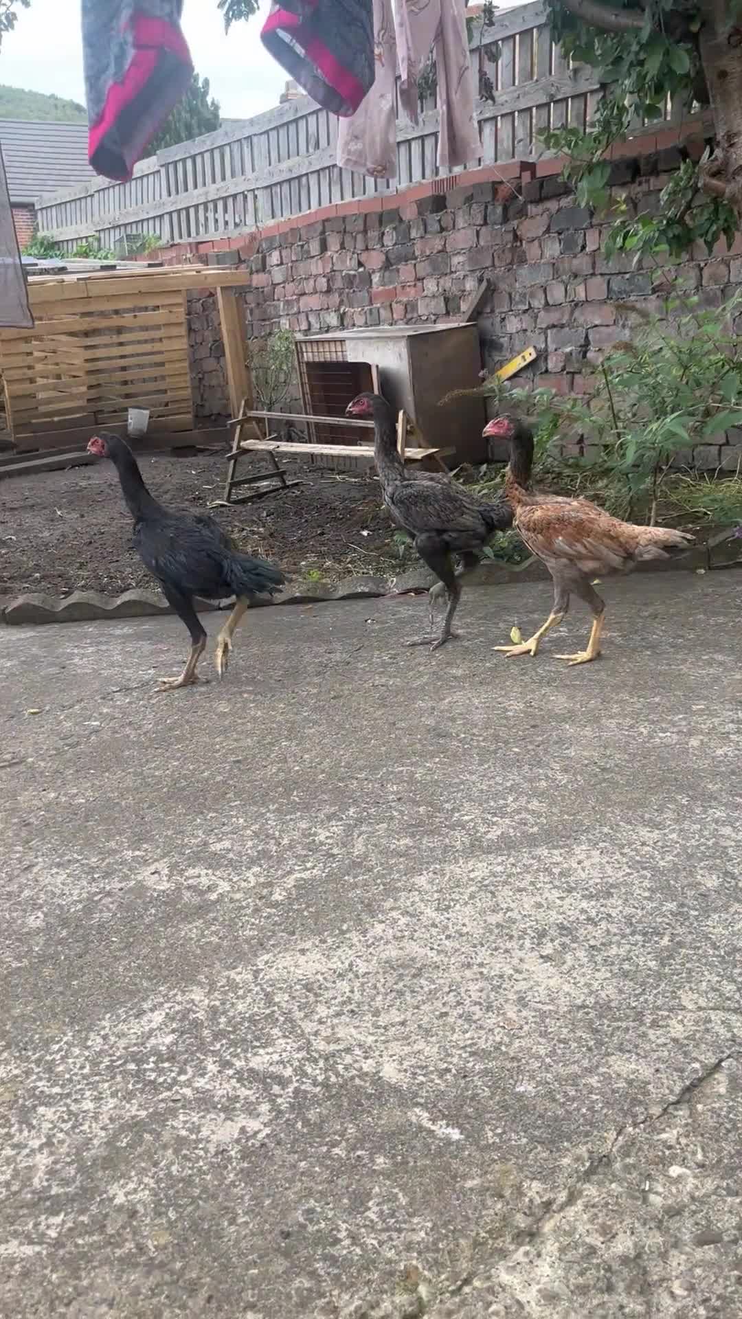 Chickens poultry for sale: Shamo trio - Video 1