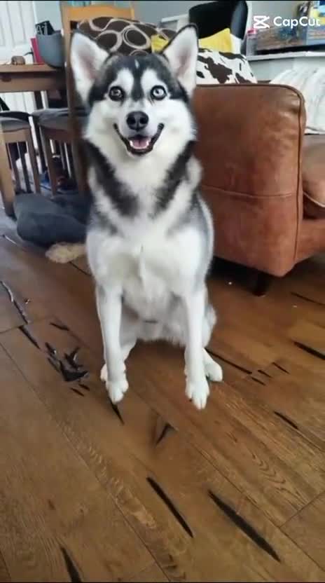 Pomsky dogs for stud: Pomsky F2 for Stud - Video 1