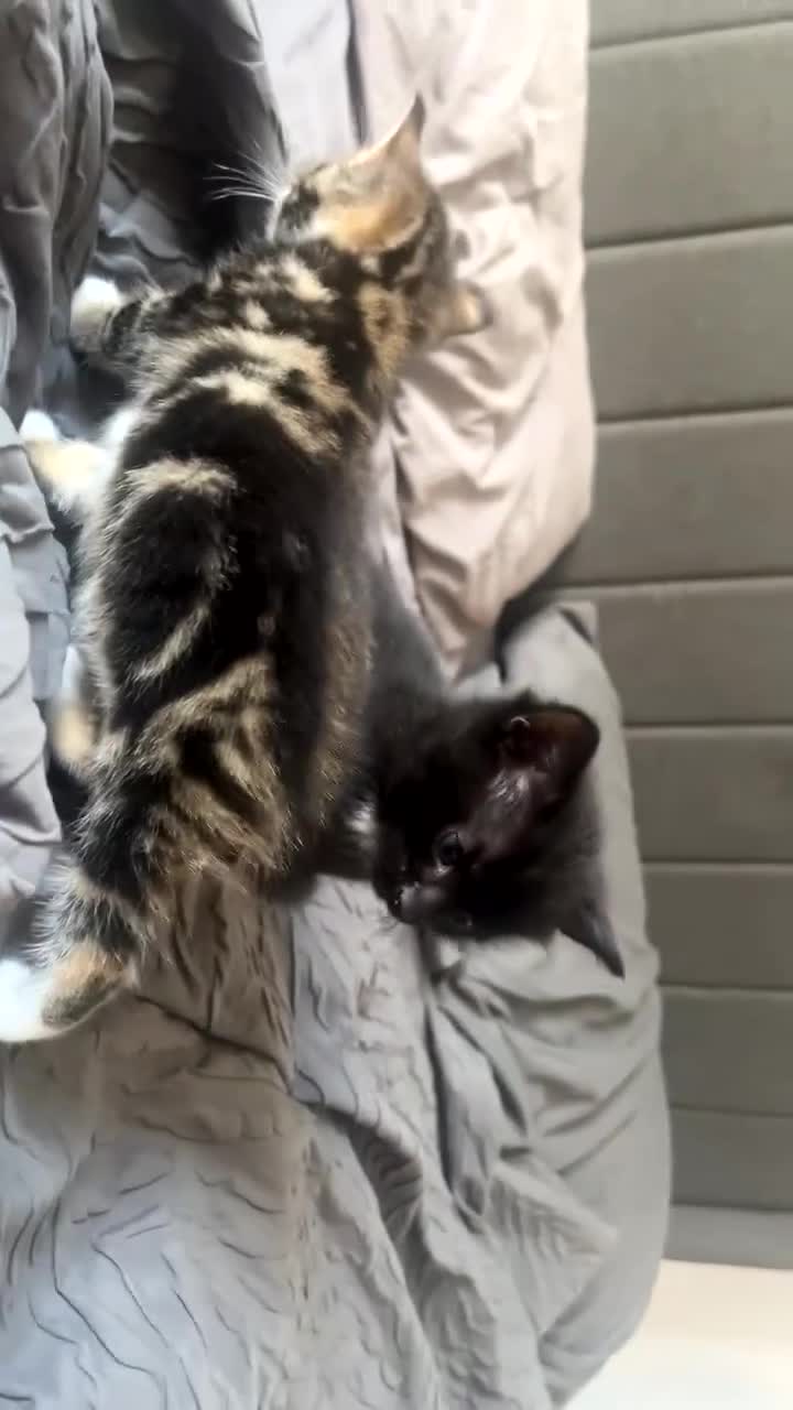 Mixed Breed cats for sale: Beautiful loving kittens - Video 2