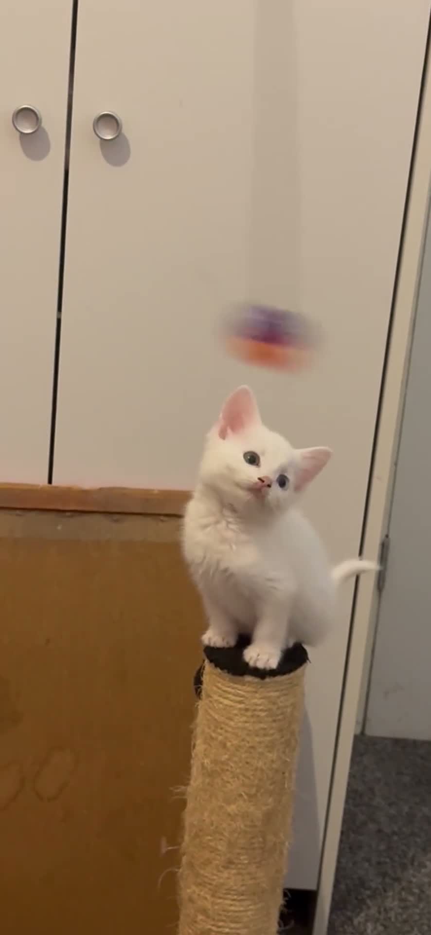 Mixed Breed cats for sale: Beautiful white Turkish angora mixed (female) - Video 1