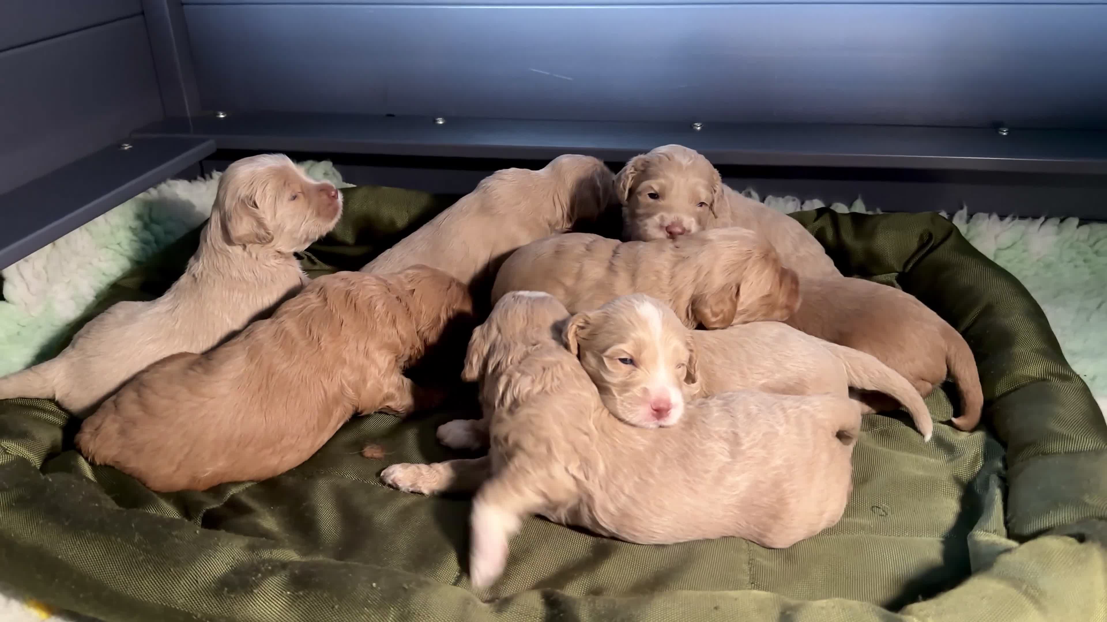 Australian Labradoodle dogs for sale: 100% WALA registered Australian Labradoodles - Video 1