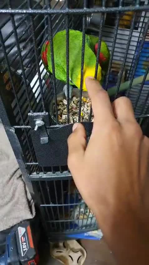 Parrots birds for sale: Yellow napp amazon - Video 3