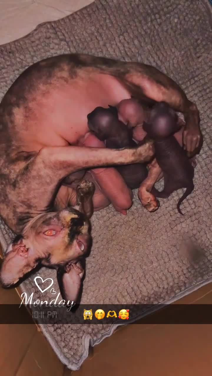 Sphynx cats for sale: Gorgeous Bambino Sphynx  - Video 4