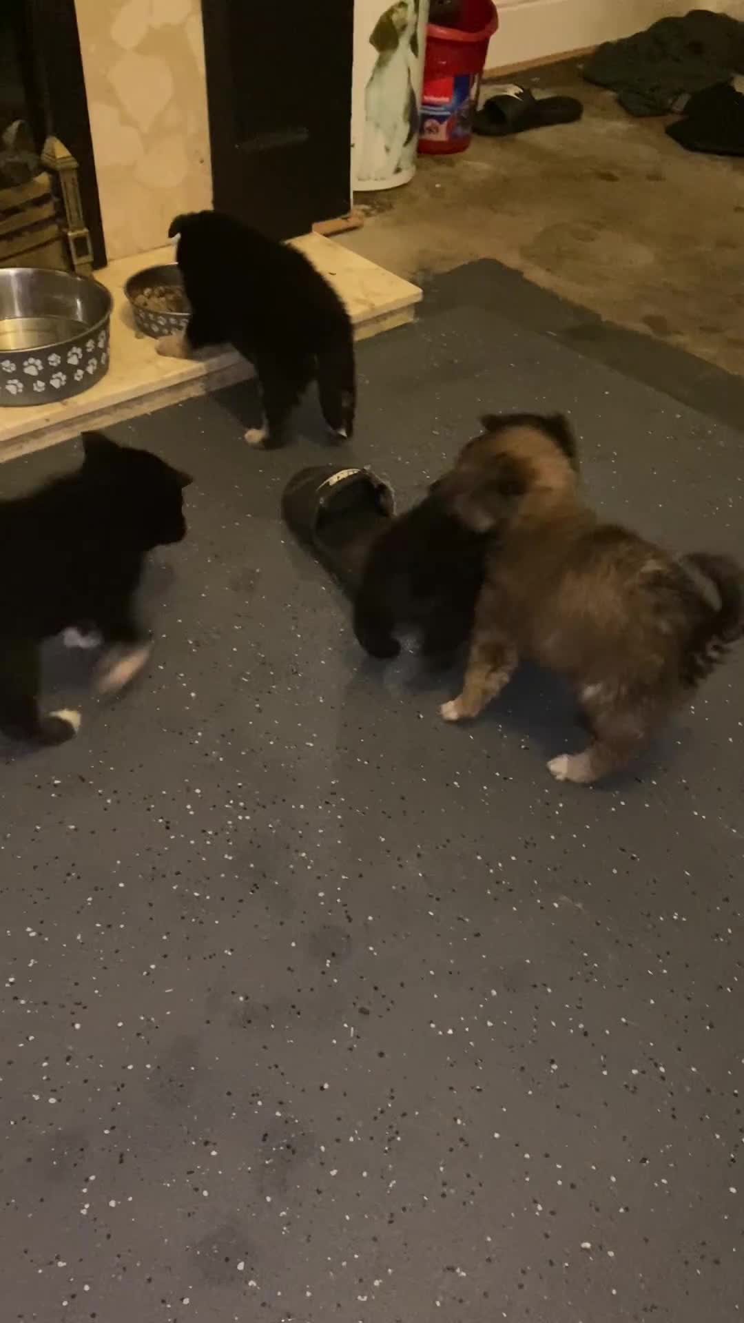 Pomsky dogs for sale: Pomsky pups  - Video 3