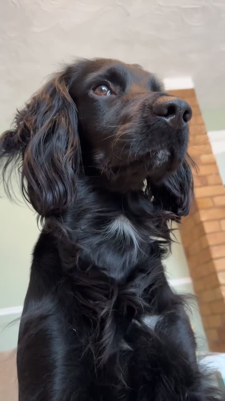 Sprocker dogs for sale: Male 2 year old sprocker  - Video 2