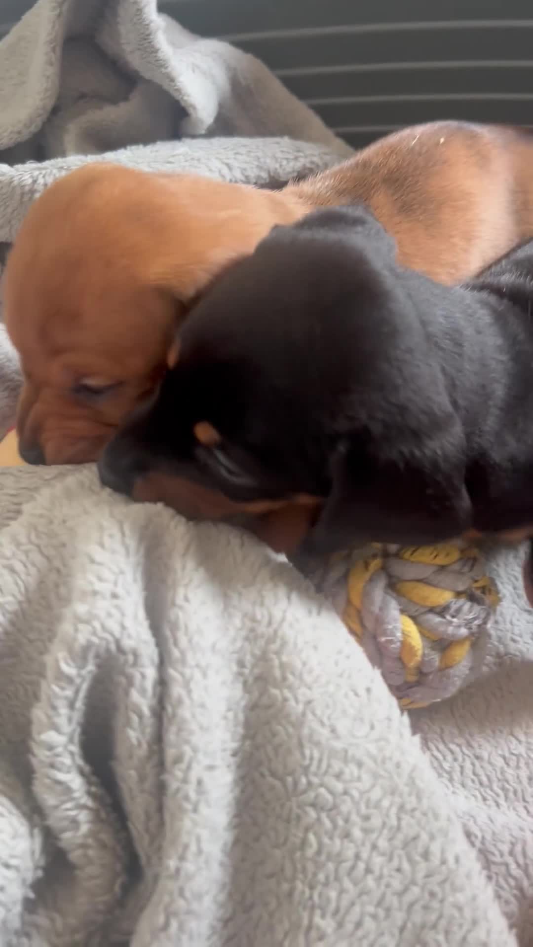 Miniature Dachshund dogs for sale: kc reg miniature smooth Dachshund 1 girl 1 boy - Video 2