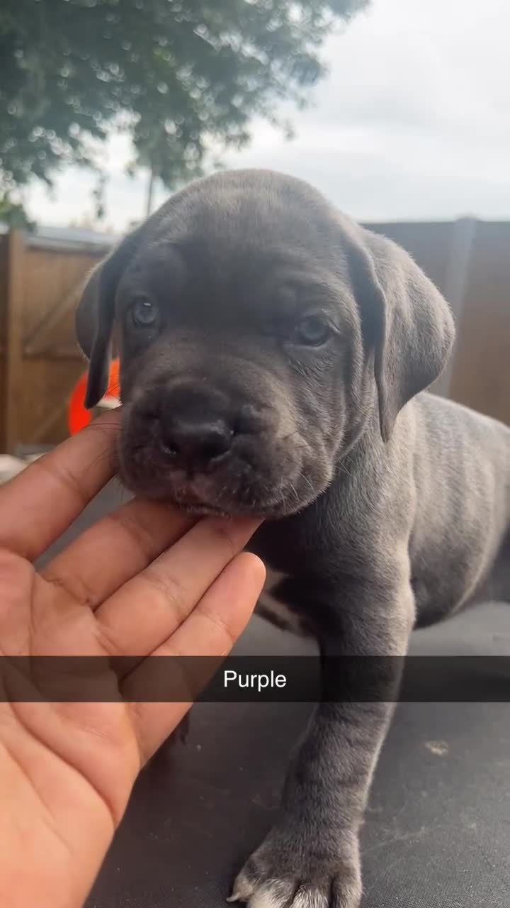 Cane Corso dogs for sale: Cerberus champion bloodline cane corso - Video 2