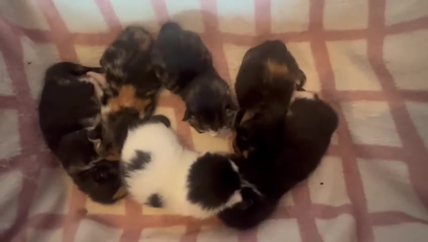 Mixed Breed cats for adoption: Penny Paws rescue kittens - reservation list open - Video 1