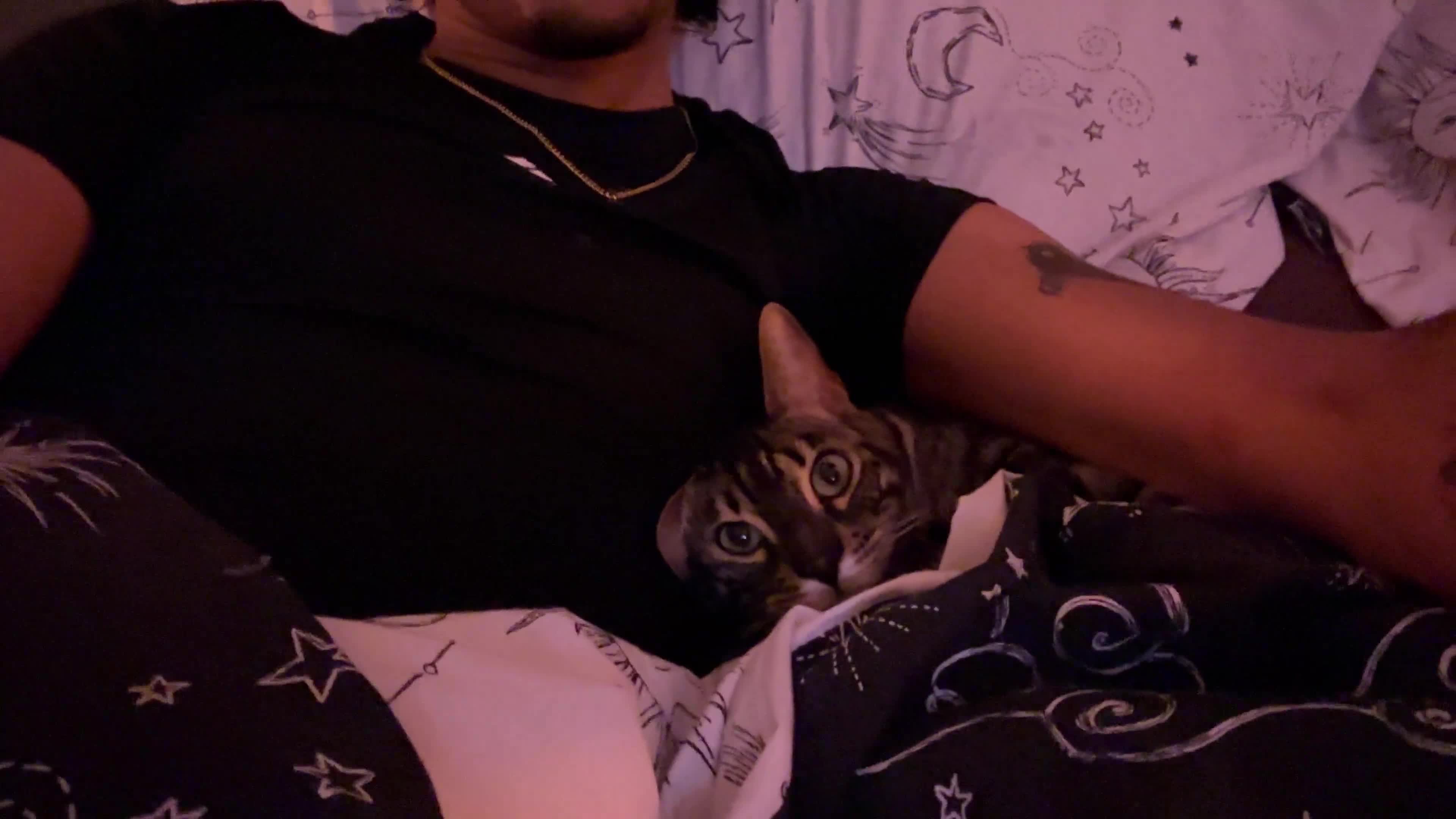 Bengal cats for sale: Merlin, 2 Years, Bengal, neutered - Rehoming - Video 3
