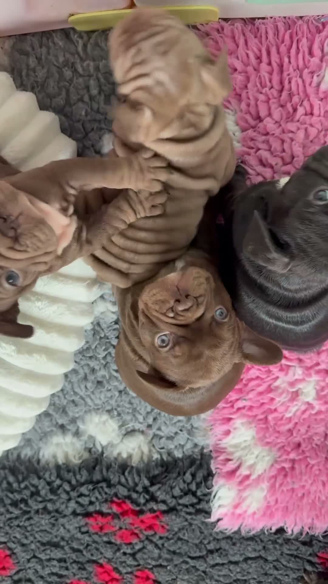 French Bulldog dogs for sale: Playful Litter of French Bulldog Puppies. - Video 1