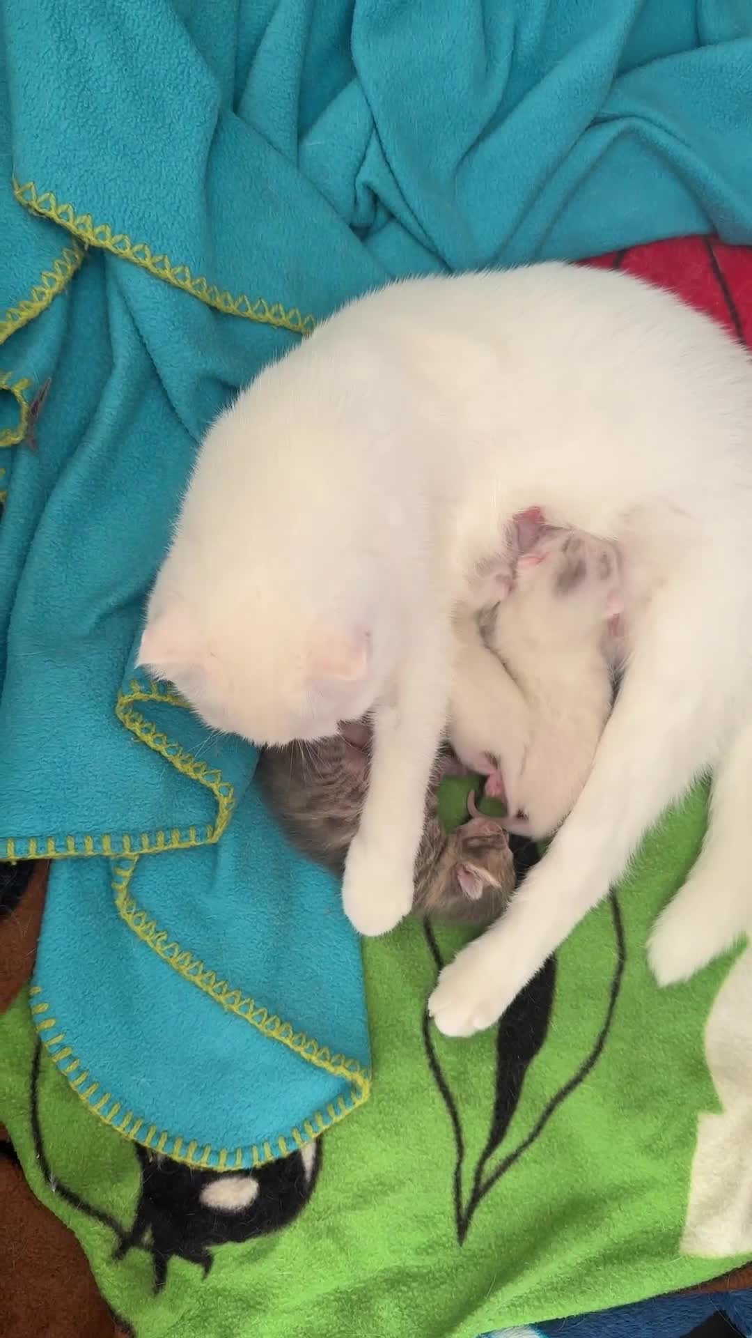 Scottish Fold cats for sale: 3 purring lovebugs - Video 1